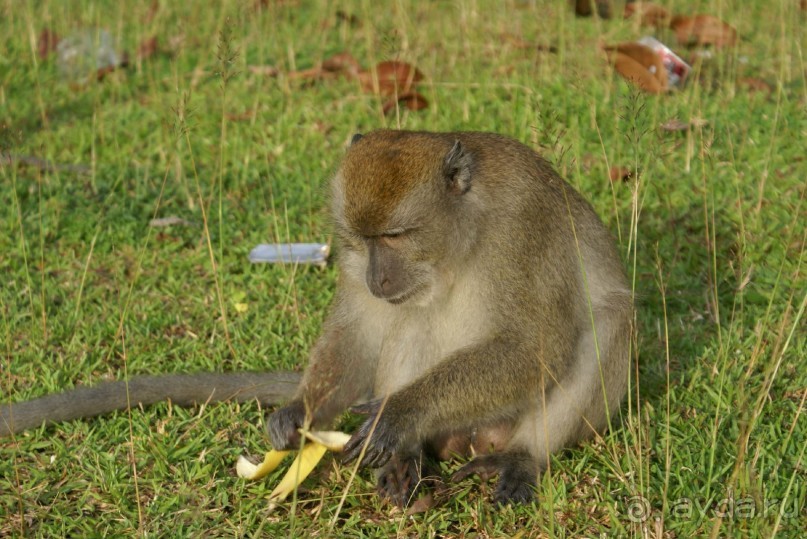 Только про обезъян. Остров Лангкави, Малайзия.