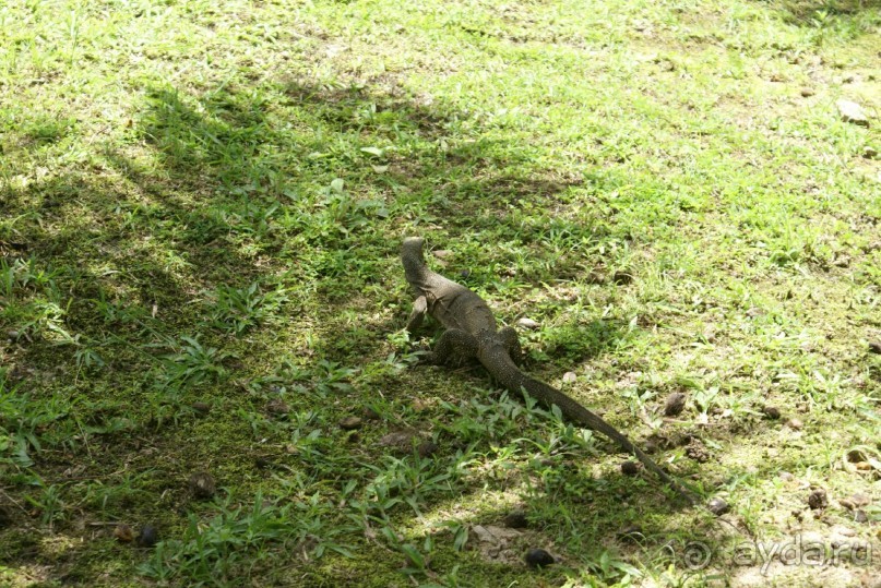 Один из варанов, но встречали экземпляры и крупнее, только фотика с собой не было.