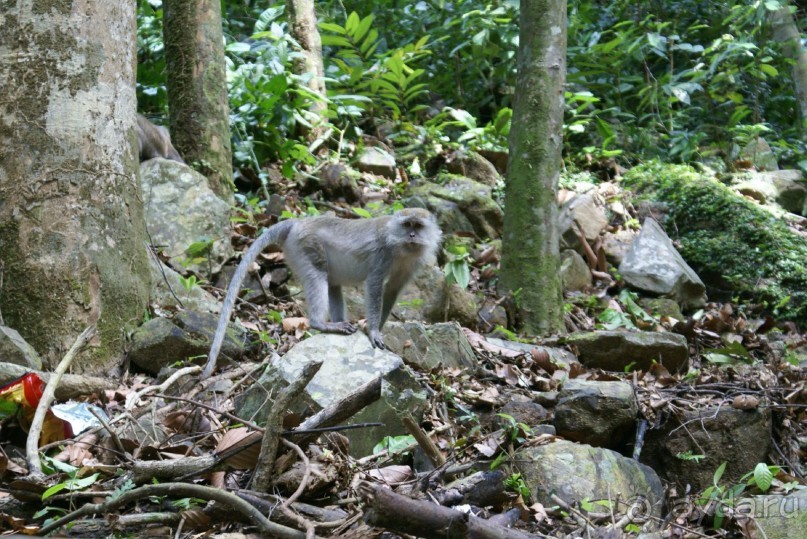 А этому ворюге удалось стащить пакет чипсов, на фото слева внизу виден пакет. Девушка сидела рядом с вещами, остальная компания купалась в речке. Этот проходимец (на фото) изловчился и утащил чипсы прямо из под носа. Надо видеть как он спешно запихивал чипсы в рот, потому как сородичи пытались свою долю оттяпать. Убегая, макак рассыпал чипсы, тут же их подбирал, быстренько в рот и дёру.