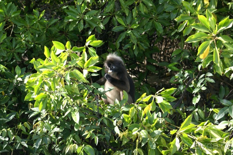 Только про обезъян. Остров Лангкави, Малайзия.