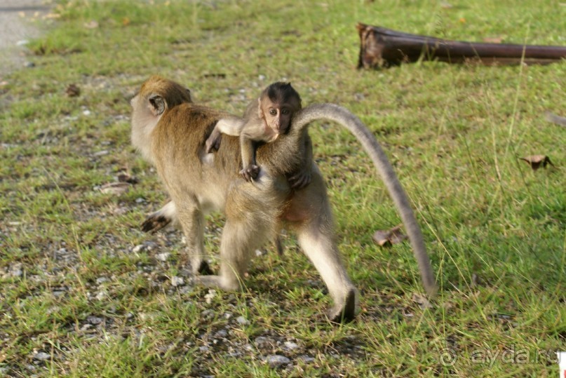 Только про обезъян. Остров Лангкави, Малайзия.