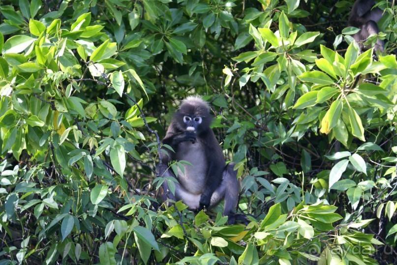 Очковые тонкотелы, хряпают листья на пляже отеля.