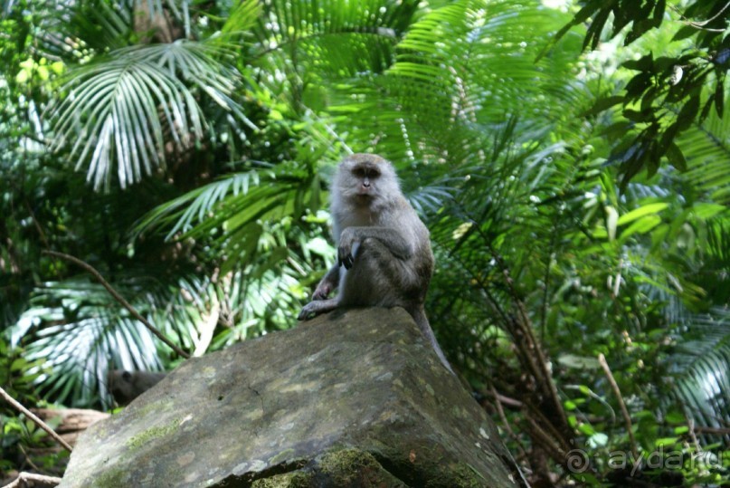 Только про обезъян. Остров Лангкави, Малайзия.