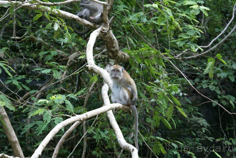 Только про обезъян. Остров Лангкави, Малайзия.