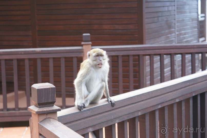 Эти промышляют на территории отеля, в шале на воде.