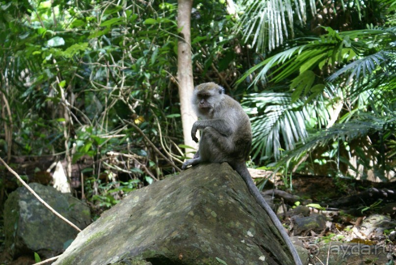 Только про обезъян. Остров Лангкави, Малайзия.