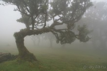 По левадам. Мадейра