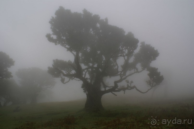 По левадам. Мадейра