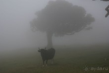 По левадам. Мадейра