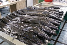 Рыба Эшпада.