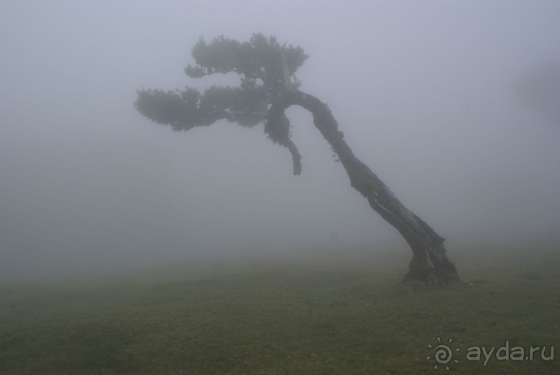 По левадам. Мадейра