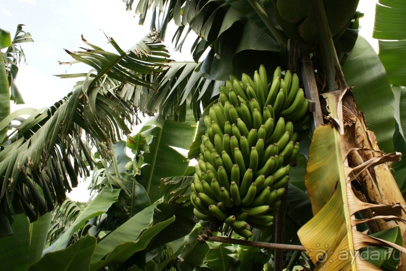 Местные бананы. Мелкие, но очень вкусные, с кислинкой.
