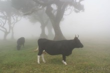 По левадам. Мадейра