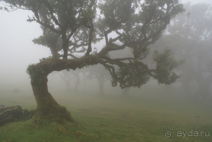 По левадам. Мадейра