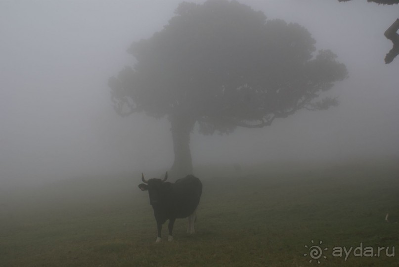 По левадам. Мадейра