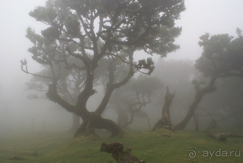 В центре острова, где частые туманы.