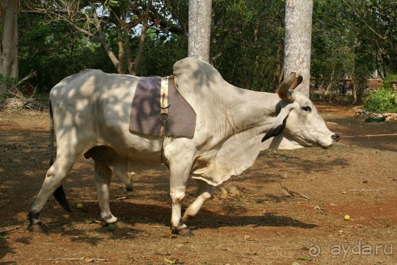 На колесах по Кубе