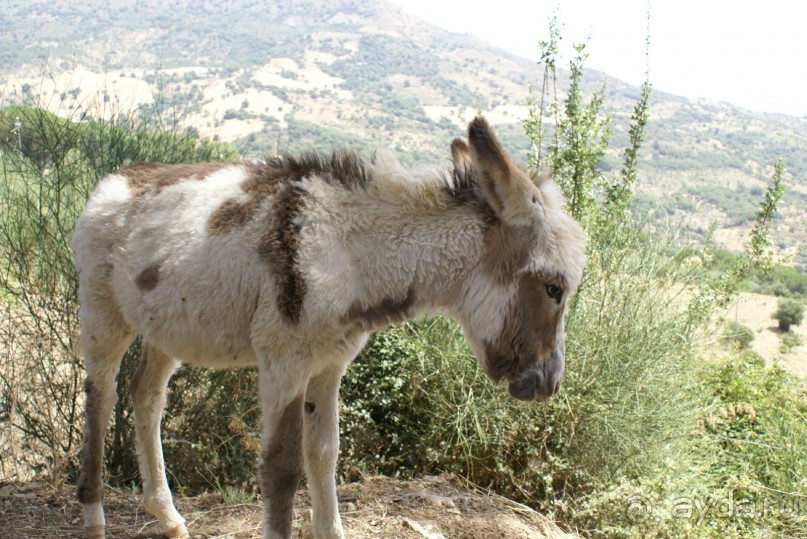 Отдельные события в логове мафии.
