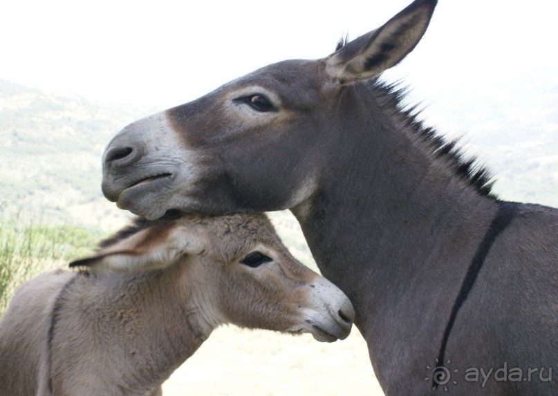 Отдельные события в логове мафии.
