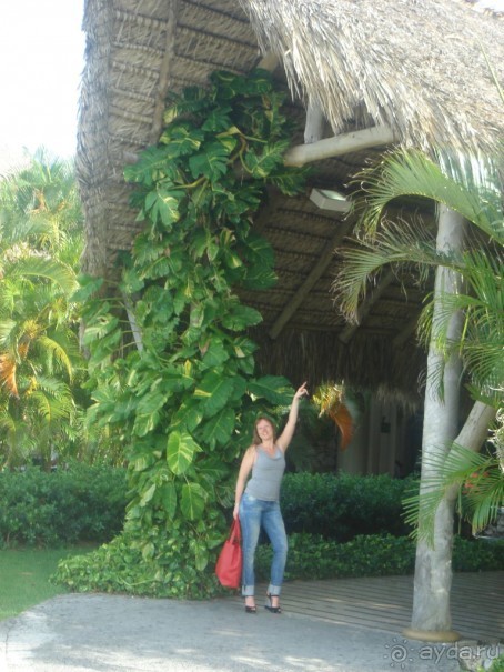 фото Occidental Caribe