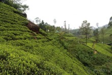 Экзотическая, но неготовая пока к наплыву туристов Шри Ланка.