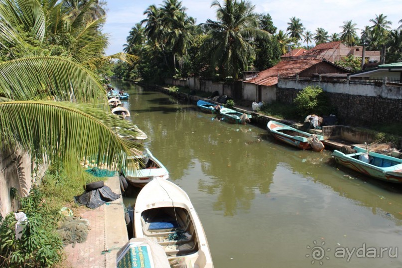 Экзотическая, но неготовая пока к наплыву туристов Шри Ланка.