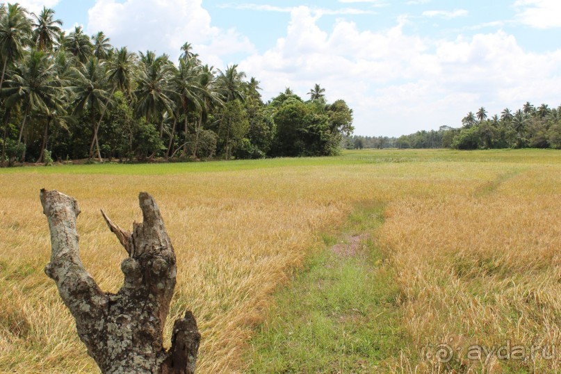 Экзотическая, но неготовая пока к наплыву туристов Шри Ланка.