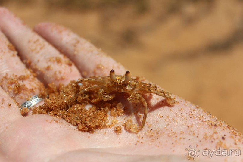 Экзотическая, но неготовая пока к наплыву туристов Шри Ланка.