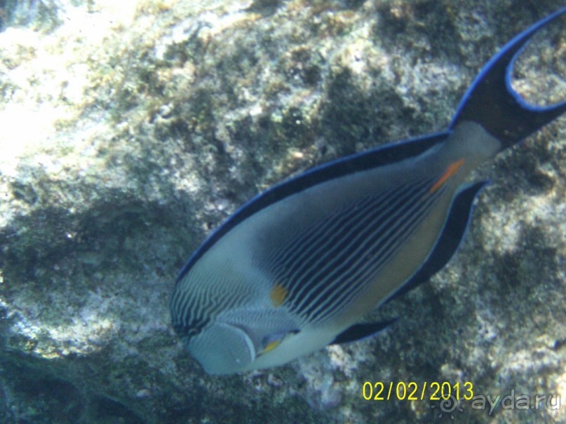 Кактусовый оазис