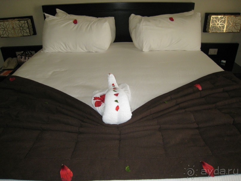 Кактусовый оазис