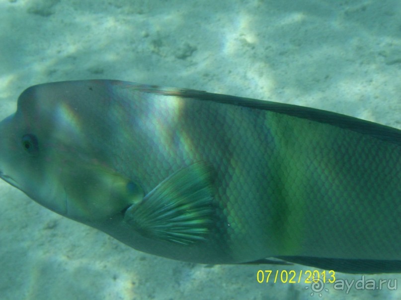 Кактусовый оазис