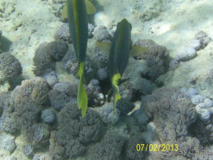 Кактусовый оазис