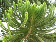 фото Jinene Hotel