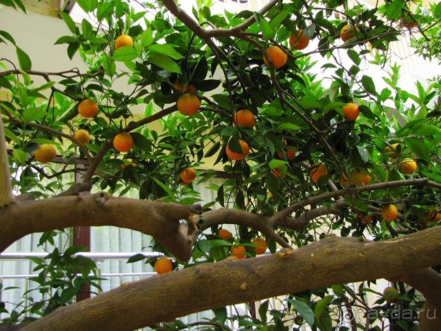 фото Horus Paradise Luxury Resort