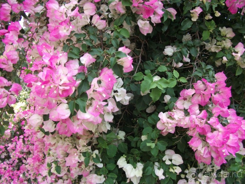 фото Mistral Mare Hotel