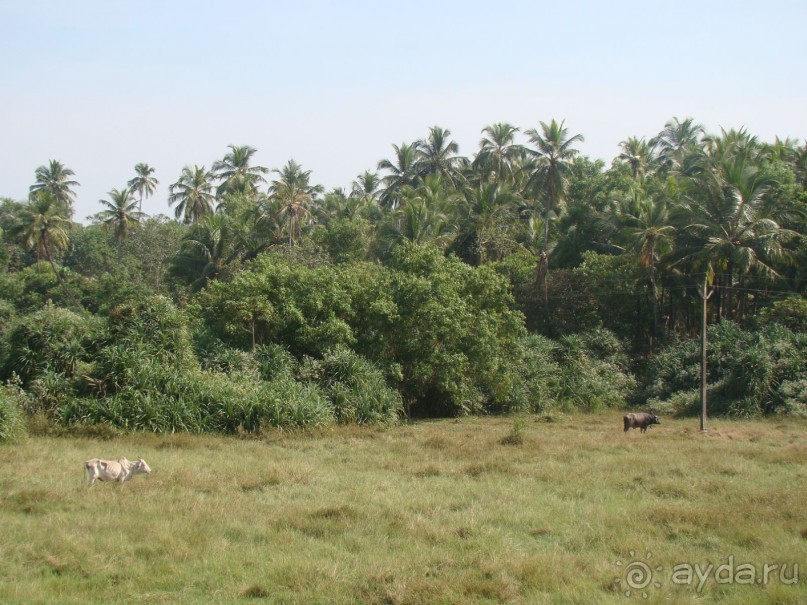 Жемчужина Гоа