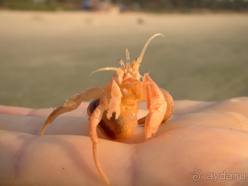 Жемчужина Гоа