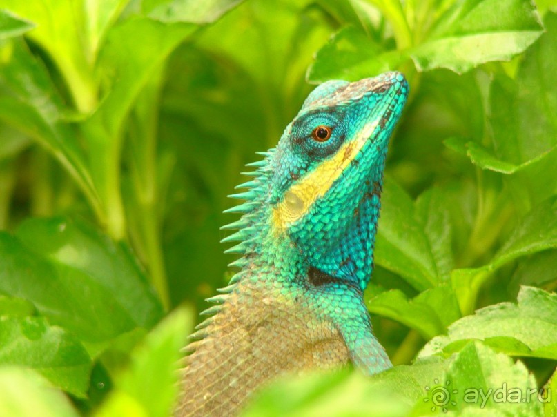 фото Pilot Beach Resort