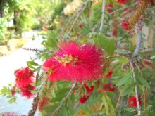 фото Aristoteles Holiday Resort