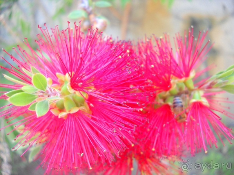 фото Aristoteles Holiday Resort