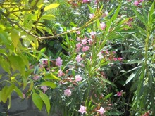 Отель для приличных людей