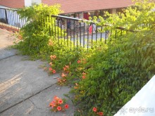 фото Aristoteles Holiday Resort