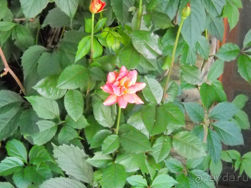 фото Aristoteles Holiday Resort