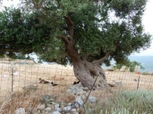 фото Fereniki Resort & Spa