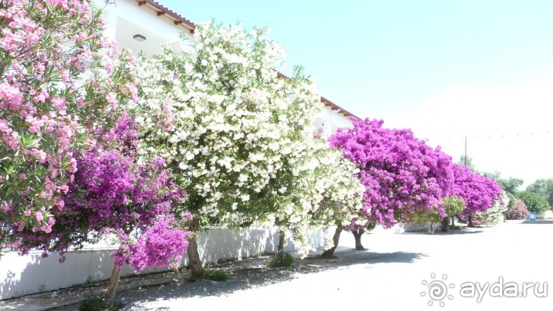 фото Fereniki Resort & Spa