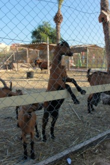 Первые впечатления