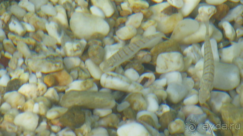 Мечты сбываются