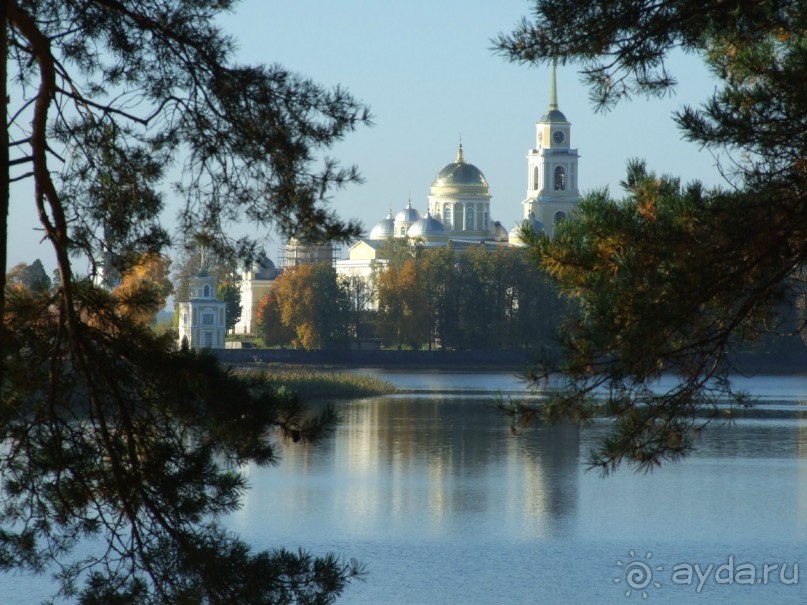 фото Сосновая роща