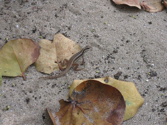 на территории очень много ящериц