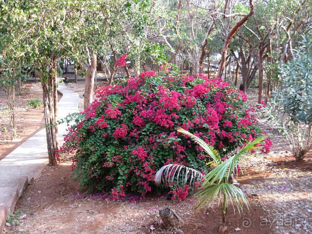 Океан, солнце и ром!